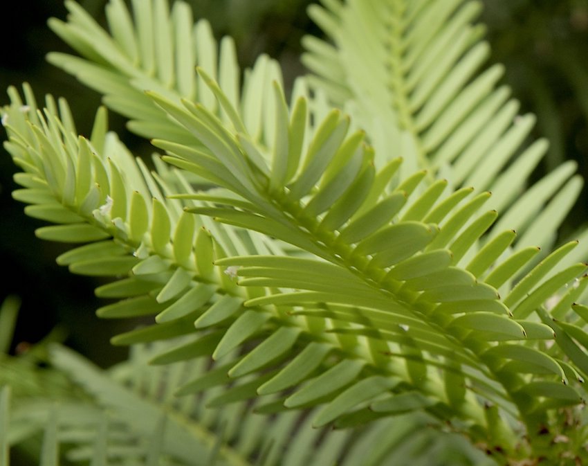 'Living fossils' planted at RHS Wisley and Rosemoor